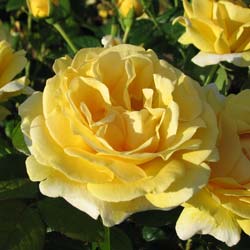 Rose 'Michelangelo'